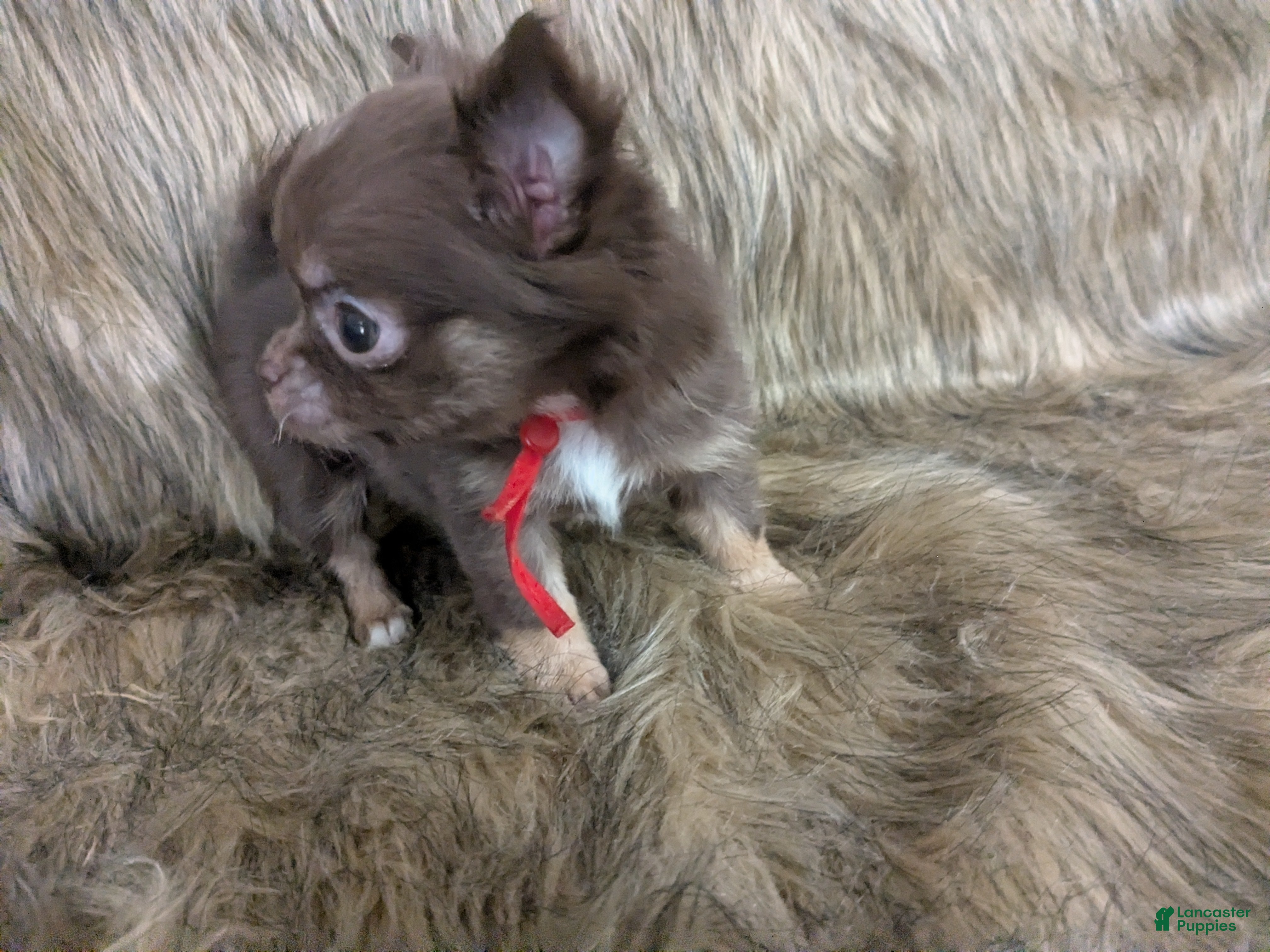 Chihuahua dogs Tiny Tcup Ruby LC - Ad 2