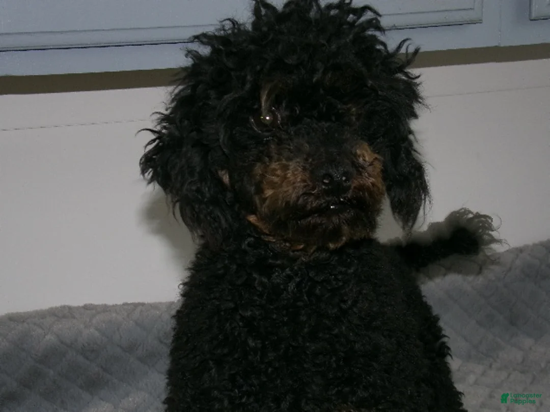 Miniature Poodle dogs for sale: Miniature Poodle Puppy 4 - Ad 5