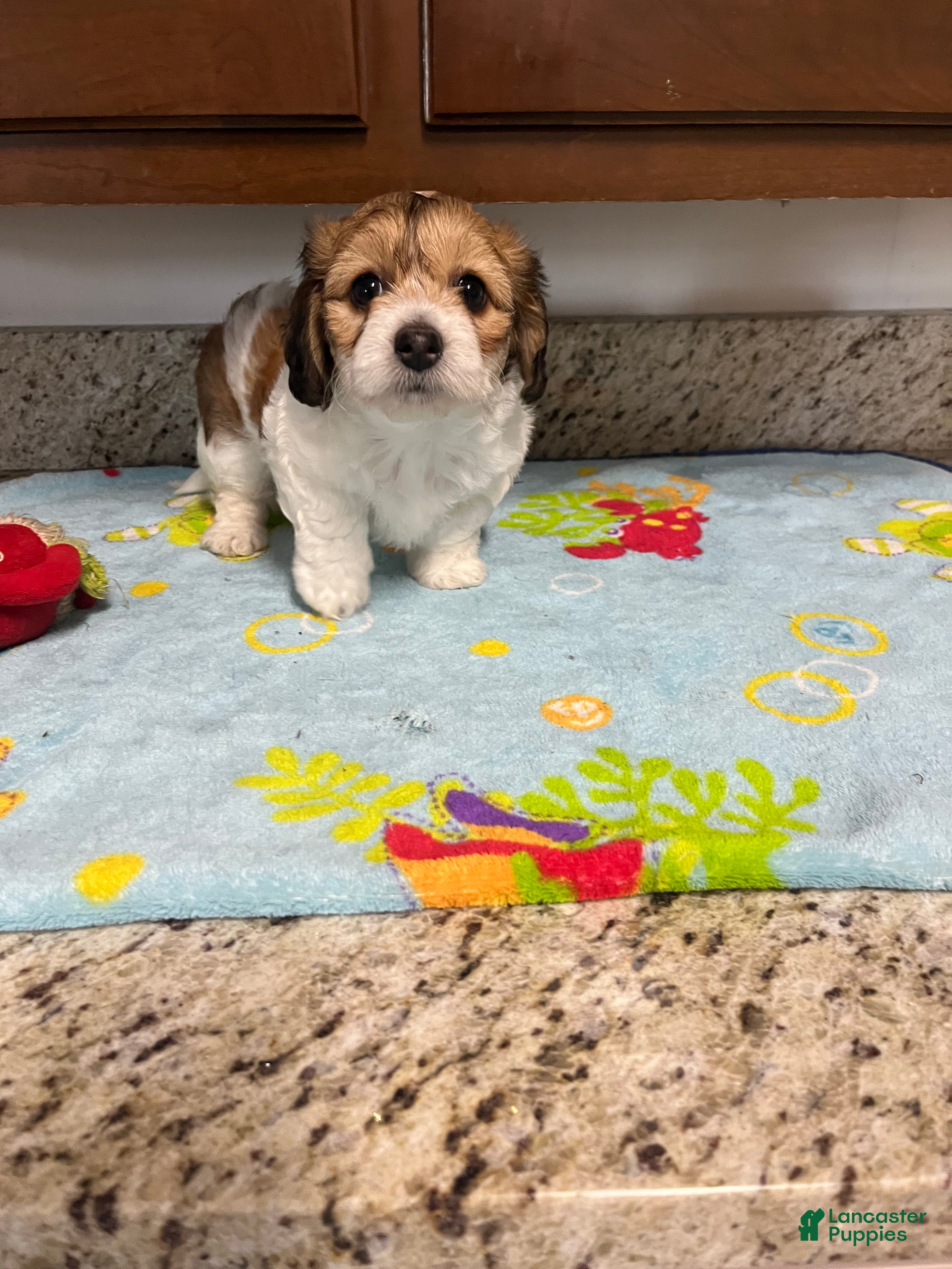 Mixed Breed dogs Capri - Ad 2