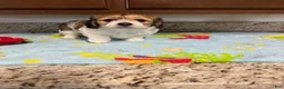 Mixed Breed dogs for sale: Capri - Ad 2