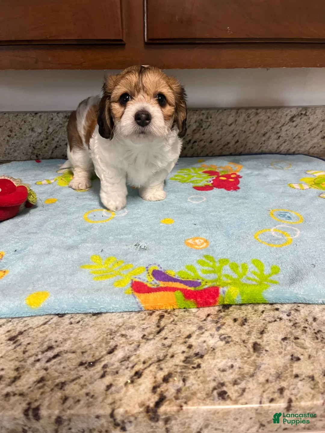 Mixed Breed dogs for sale: Capri - Ad 2