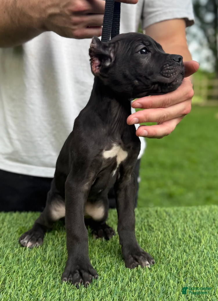 Cane Corso dogs GEORGIA - Ad 2