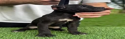 Cane Corso dogs for sale: GEORGIA - Ad 2