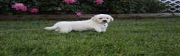 Golden Retriever dogs for sale: Albie - Ad 5