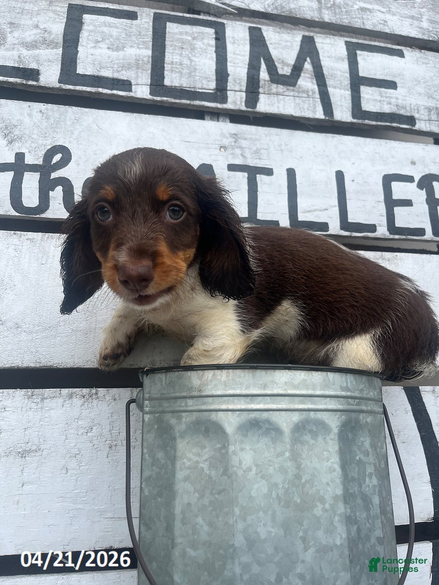 Miniature Dachshund dogs Arthur - Ad 2