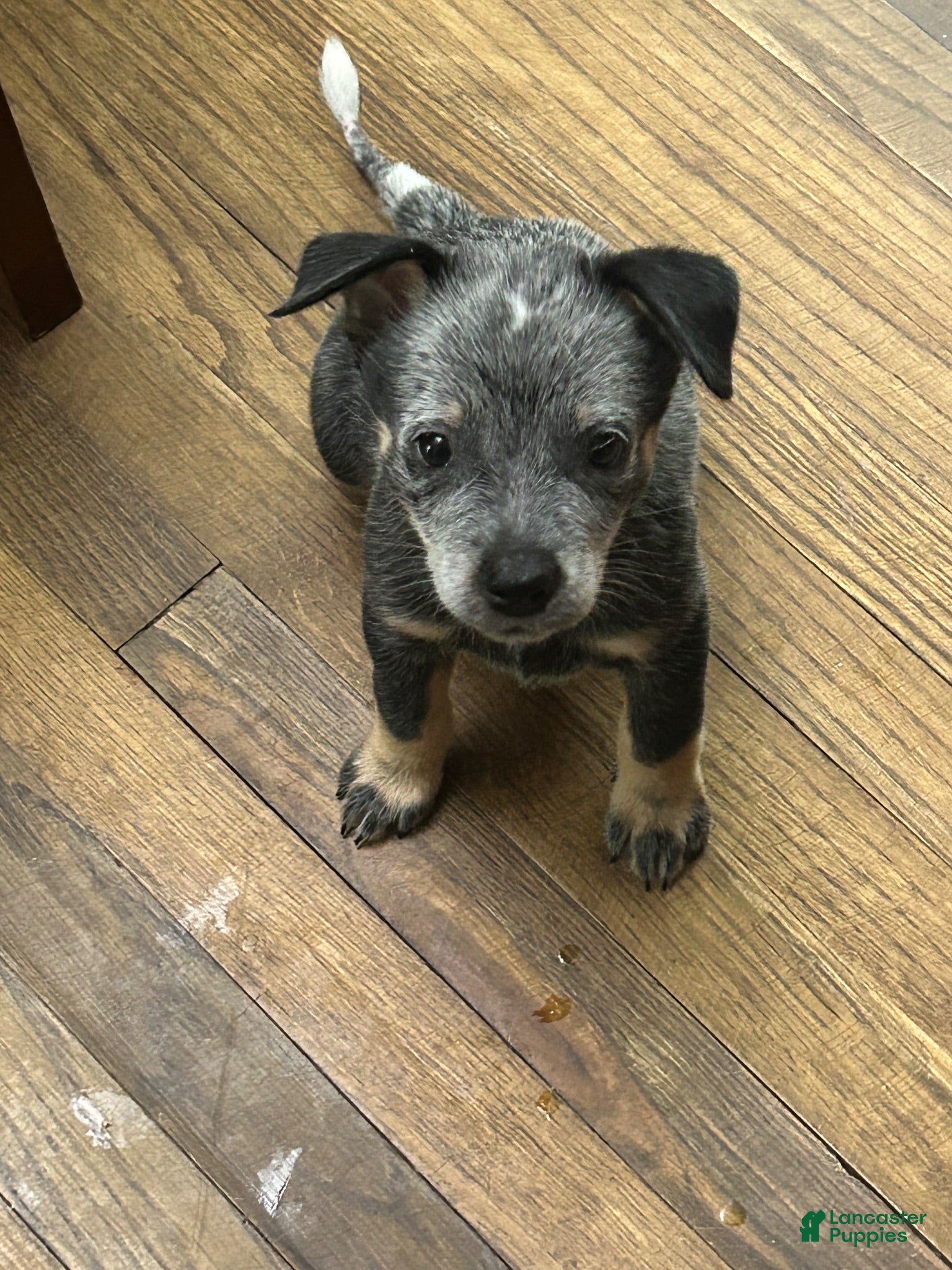 Australian Cattle Dog dogs Princess papi - Ad 1
