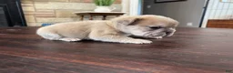 French Bulldog dogs for sale: Peter  - Ad 3