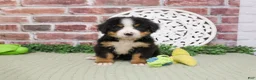 Bernese Mountain Dog dogs for sale: Patriot - Ad 3