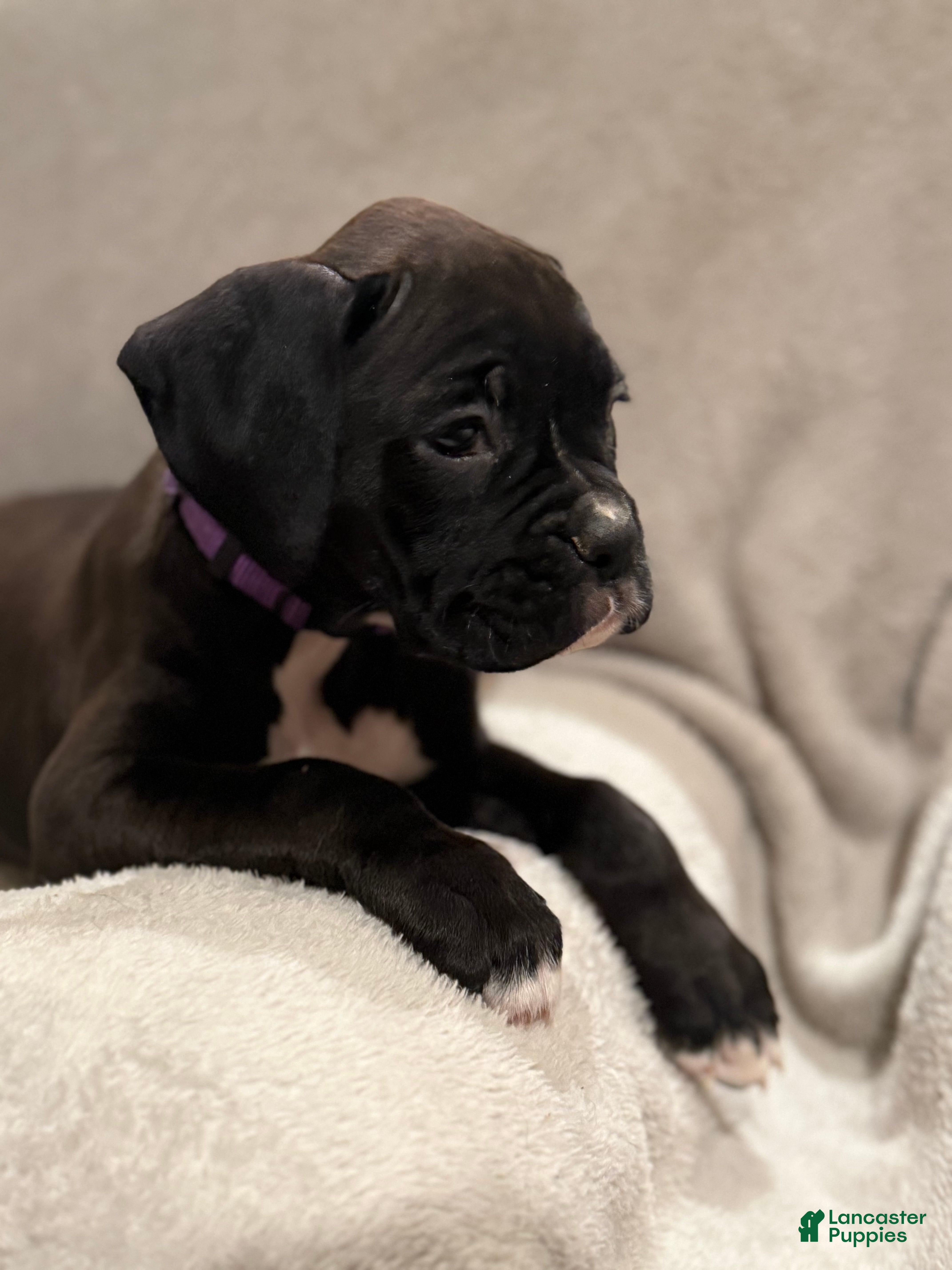 Boxer dogs Mia - Ad 1