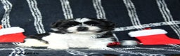 Shih Tzu dogs for sale: Oreo - Ad 1