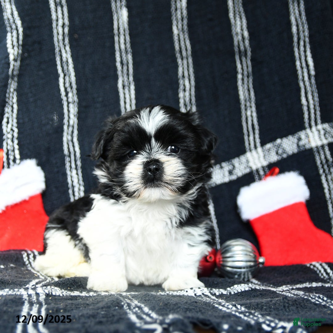 Shih Tzu dogs for sale: Oreo - Ad 1