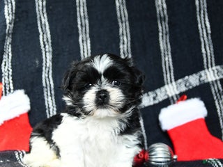 Shih Tzu dogs Oreo - Ad 38
