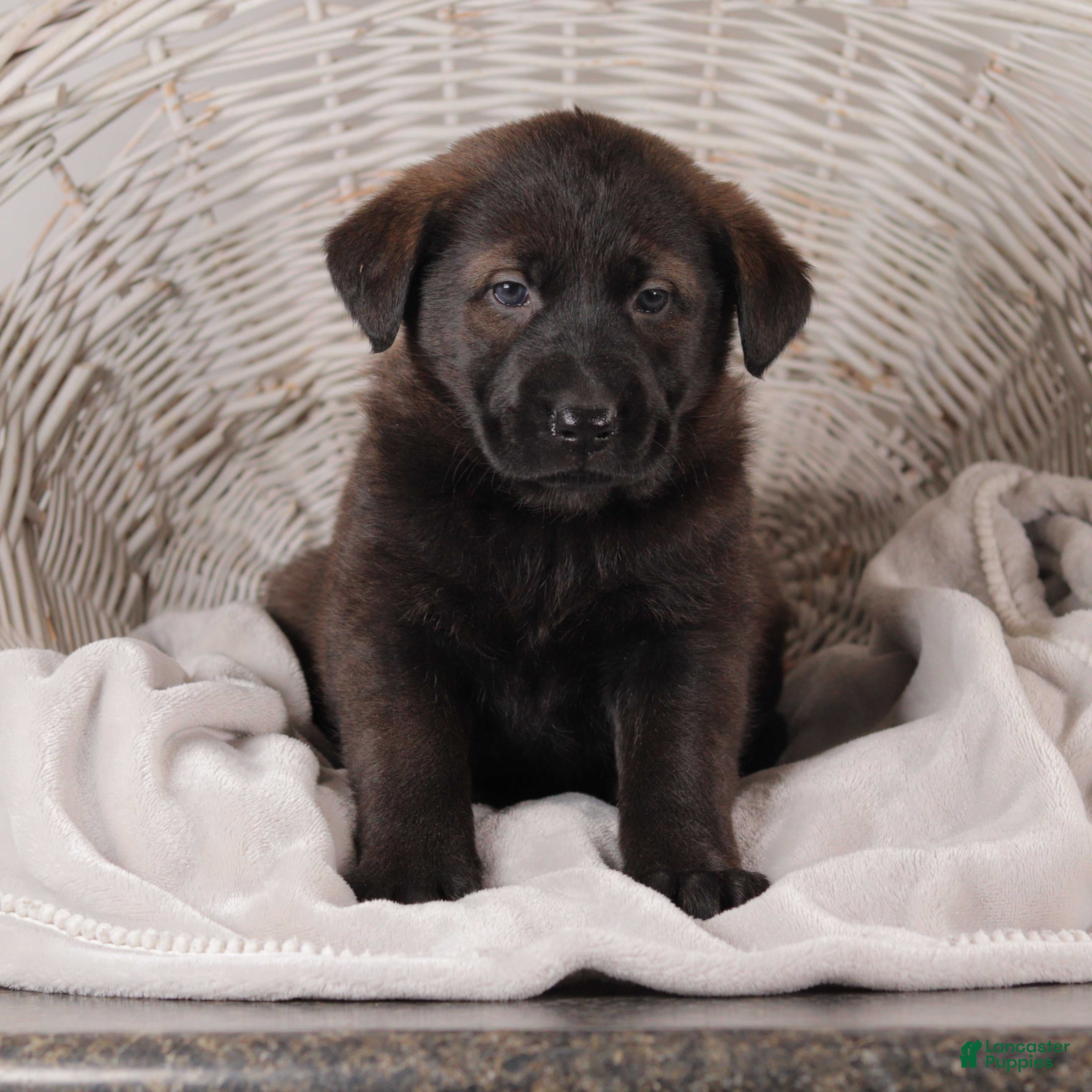 Mixed Breed dogs Polly - Ad 25