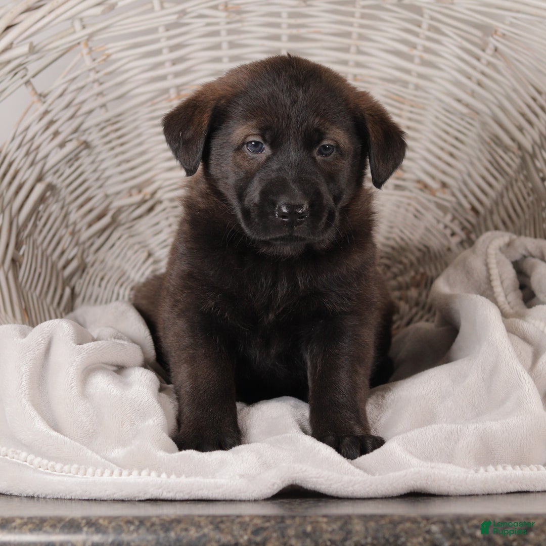 Mixed Breed dogs for sale: Polly - Ad 1