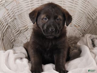 Mixed Breed dogs Polly - Ad 25