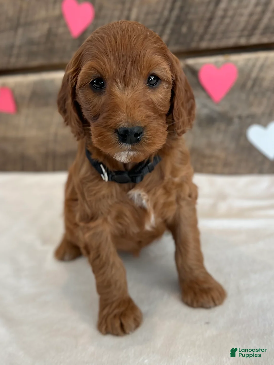 Irish Doodle dogs for sale: Jasmine - Ad 16