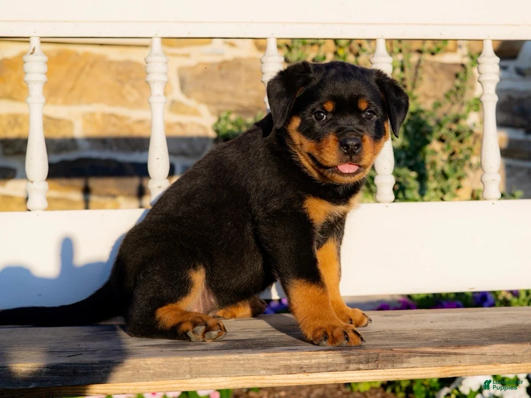 Rottweiler dogs for sale: Sierra - Ad 1