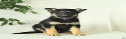 Gerberian Shepsky dogs for sale: Monty - Ad 4
