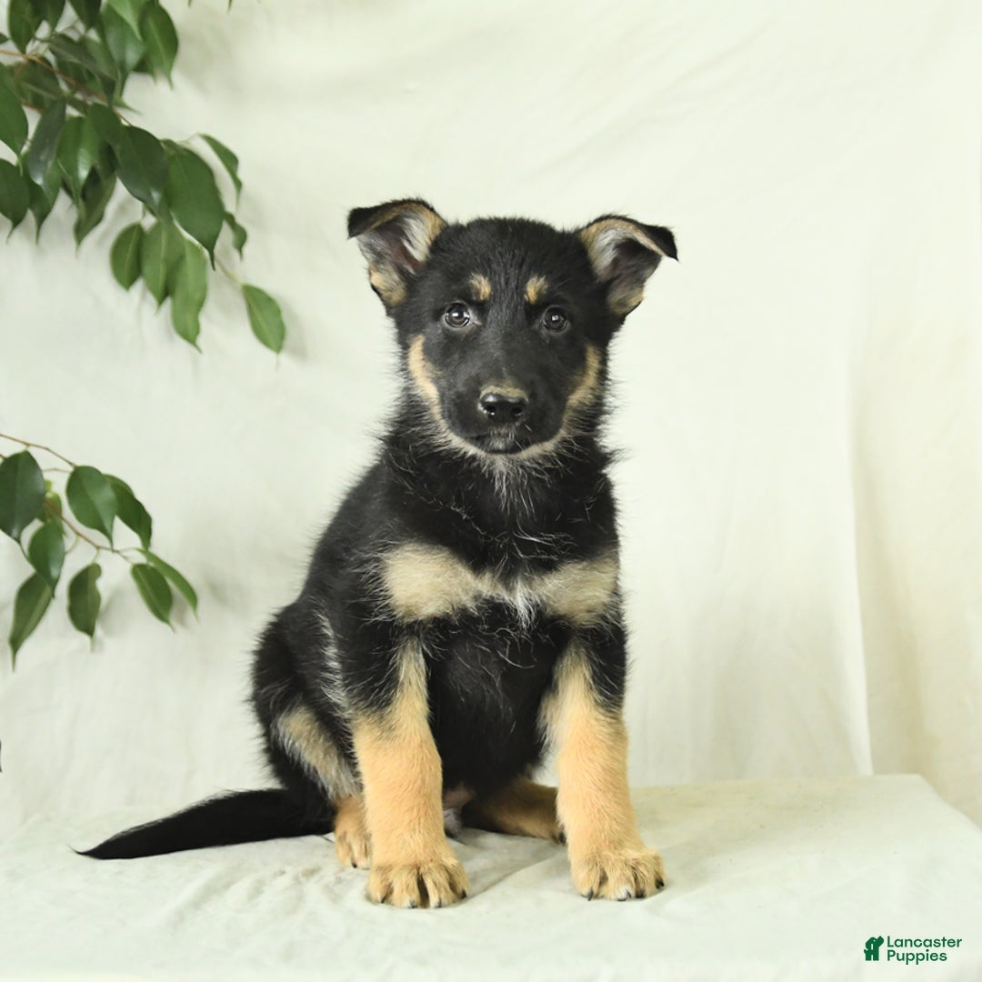 Gerberian Shepsky dogs for sale: Monty - Ad 4