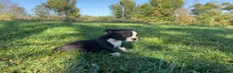 Boston Terrier dogs for sale: Boss - Ad 3