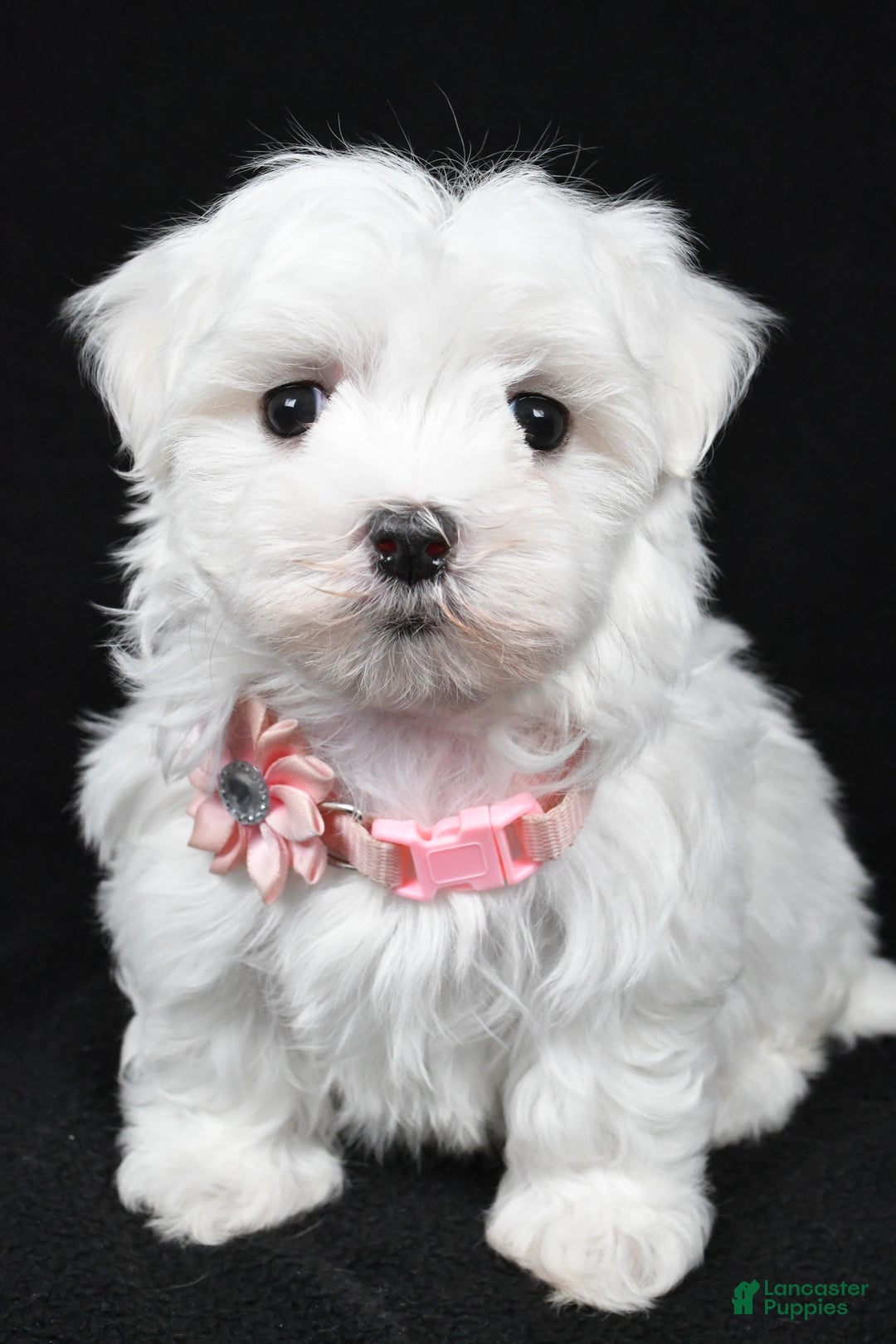 Maltese dogs for sale: Winnie - Ad 1