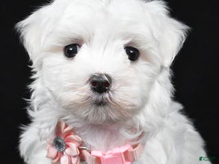 Maltese dogs Winnie - Ad 20