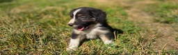 Australian Shepherd dogs for sale: Australian Shepherd Puppy 8 "Ellie" - Ad 2