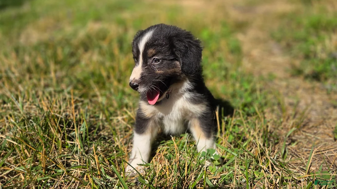 Australian Shepherd dogs for sale: Australian Shepherd Puppy 8 "Ellie" - Ad 2