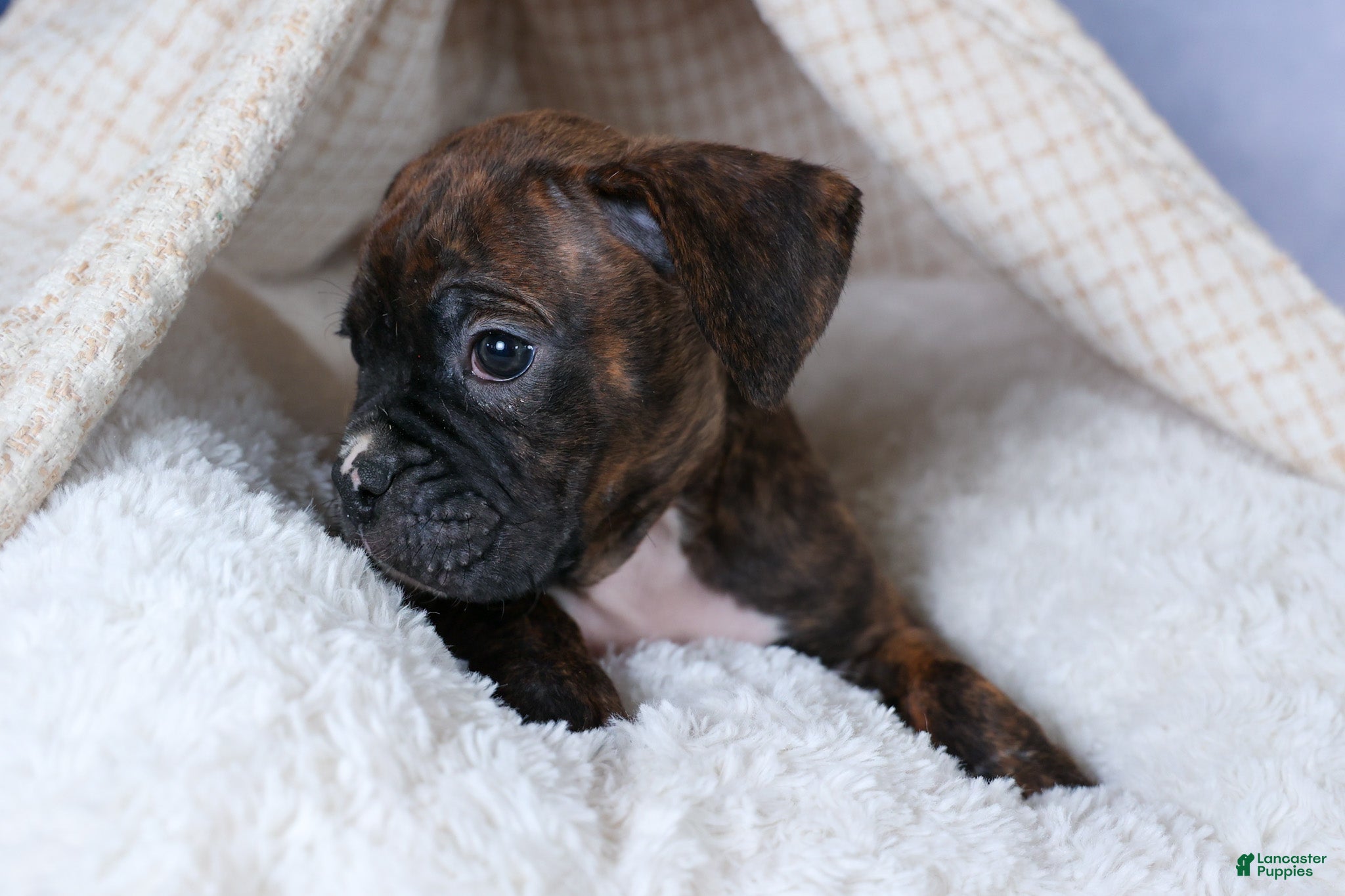 Boxer dogs Striker - Ad 2