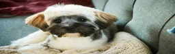 Havanese dogs for sale: Hoosier - Ad 2