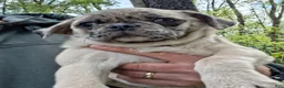Pug dogs for sale: Darla - Ad 4