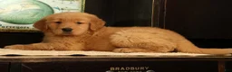 Golden Retriever dogs for sale: Jane - Ad 6