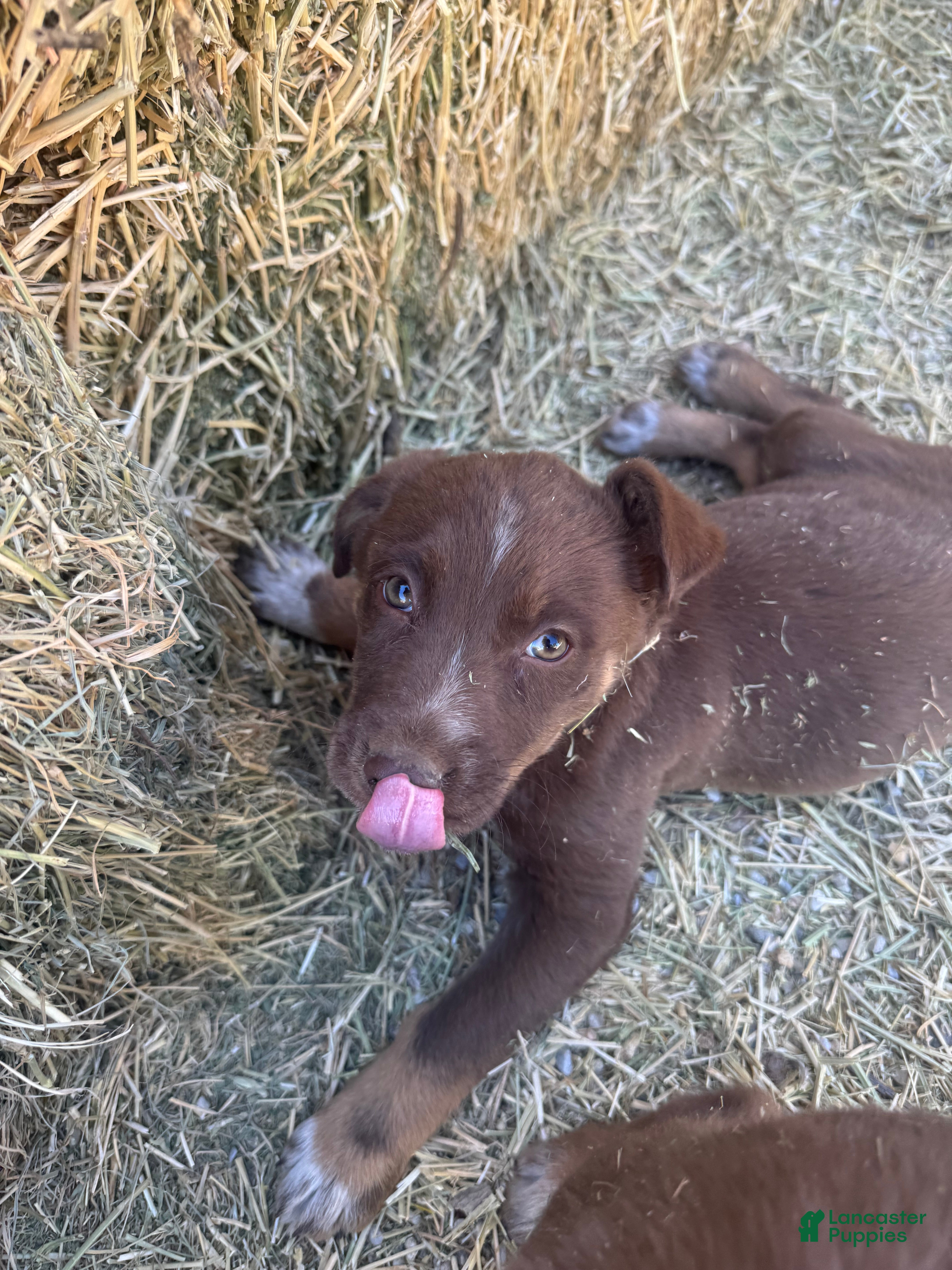 Mixed Breed dogs Mixed Breed Puppy 3 - Ad 41