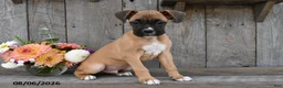 Boxer dogs for sale: Baxter - Ad 3