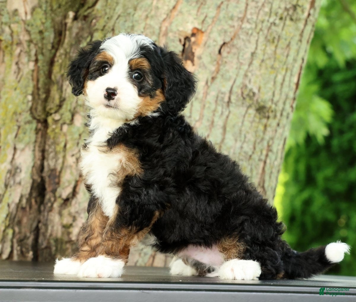Mini Bernedoodle dogs Frisco - Ad 1