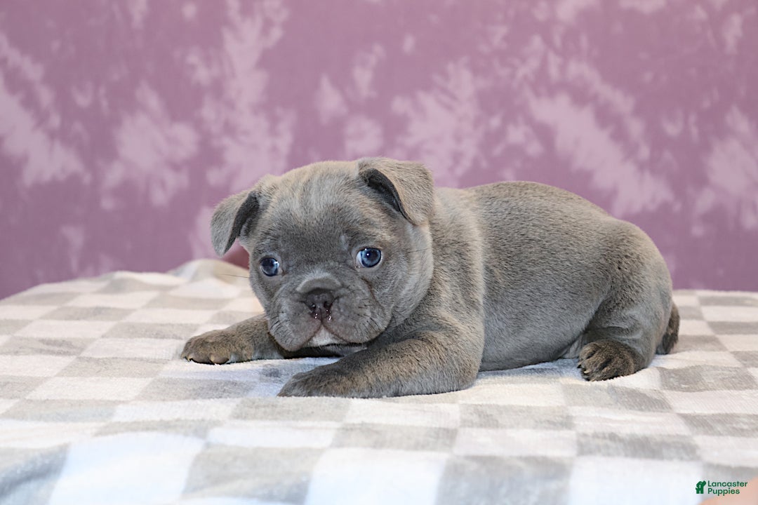 French Bulldog dogs for sale: Sander - Ad 3