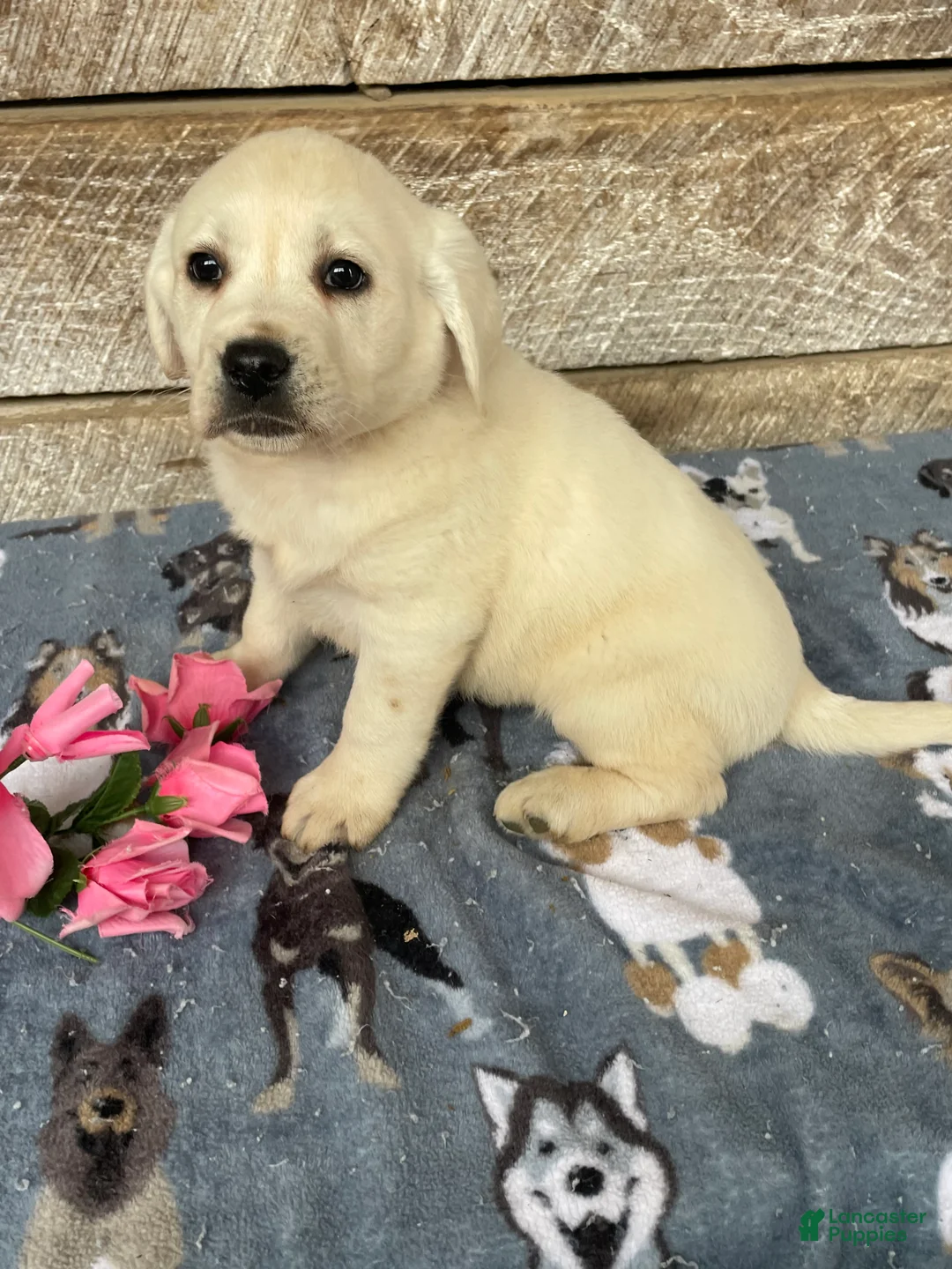 Labrador Retriever dogs for sale: Elsa - Ad 4
