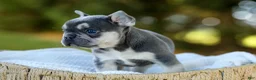 French Bulldog dogs for sale: Denver - Blue & Tan - Ad 9