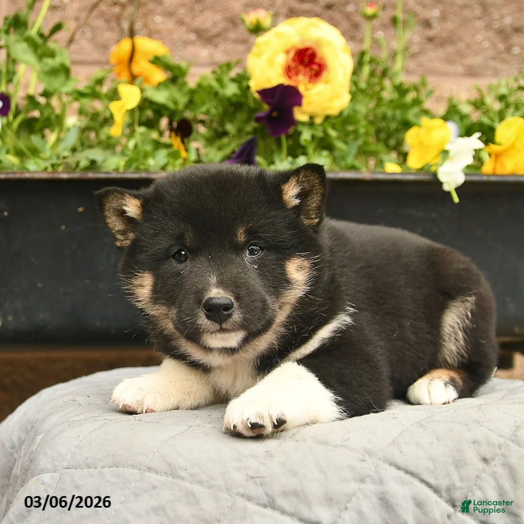 Shiba Inu dogs for sale: Ivy  - Ad 5