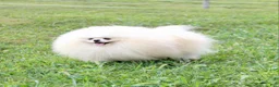 Pomeranian dogs for sale: Emmy - Ad 17