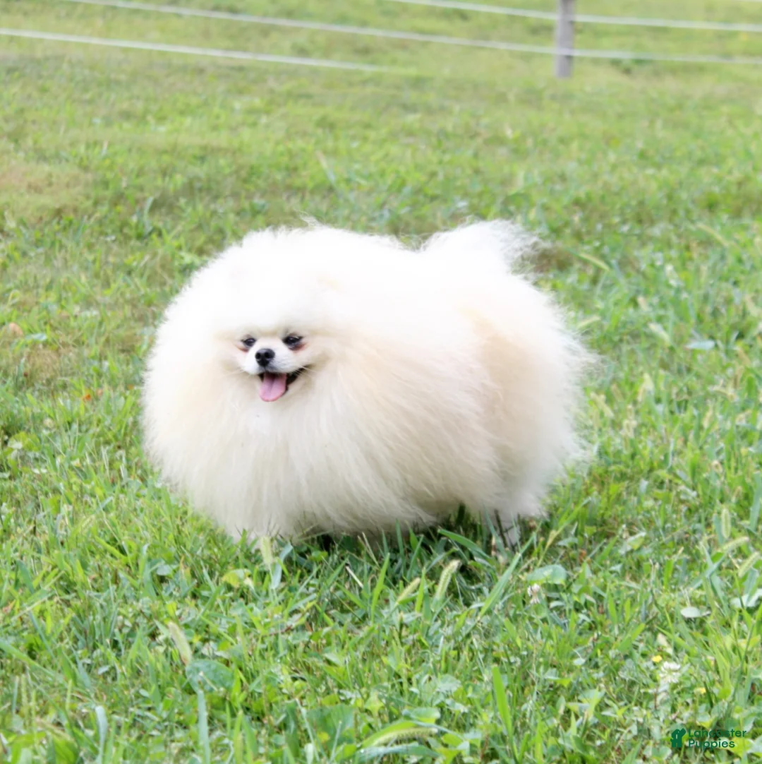 Pomeranian dogs for sale: Emmy - Ad 17