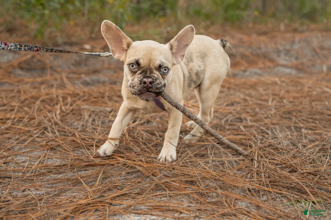 French Bulldog dogs for sale: French Bulldog Puppy 4 - Ad 2