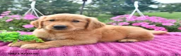 Golden Retriever dogs for sale: Cider - Ad 4