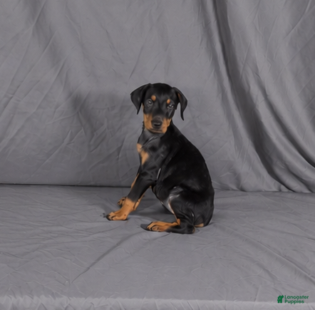 Doberman Pinscher dogs for sale: Olenna - Ad 22
