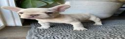 French Bulldog dogs for sale: Marshmallow - Ad 8