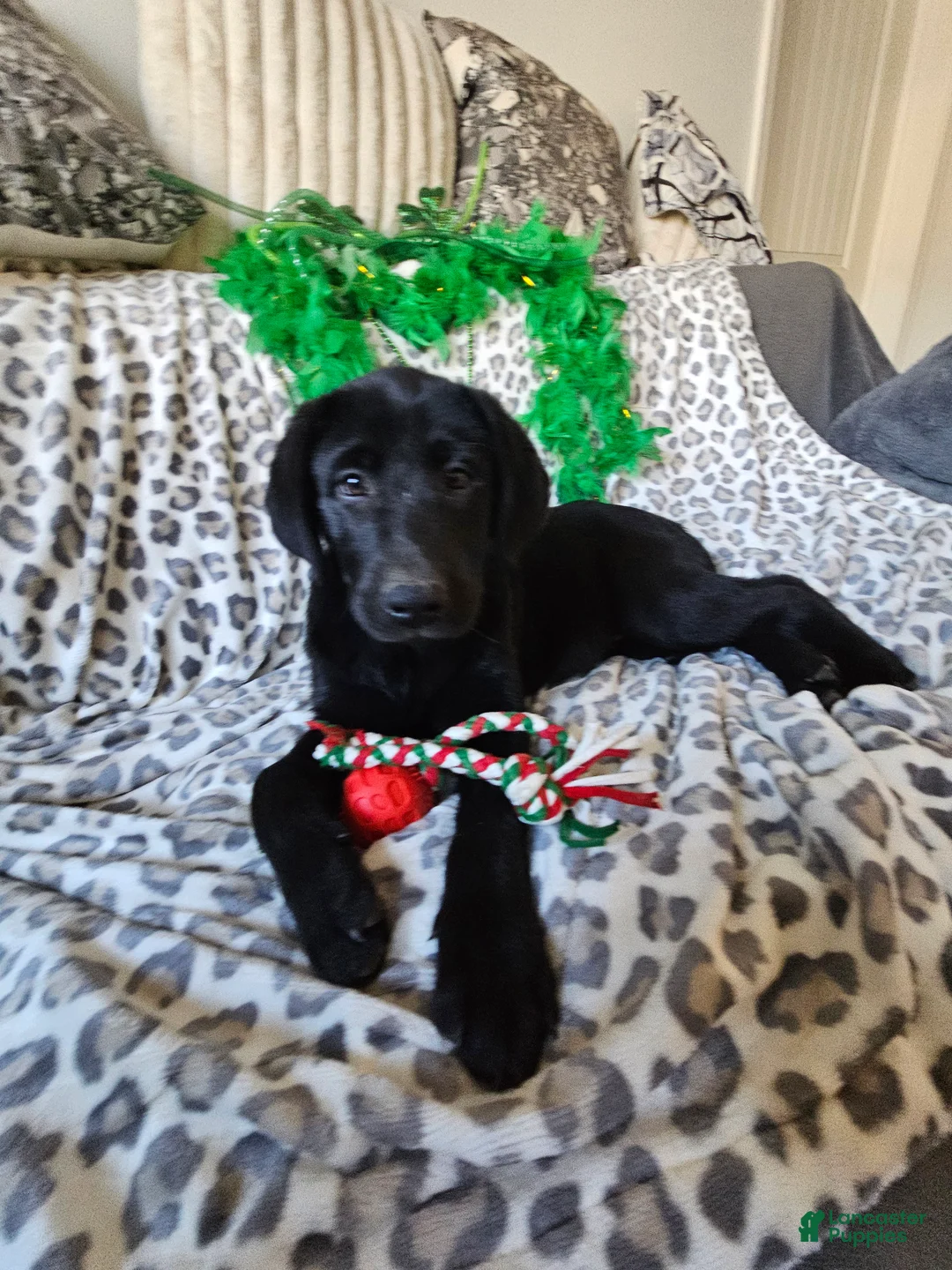Labrador Retriever dogs for sale: Labrador Retriever Puppy 2 - Ad 2