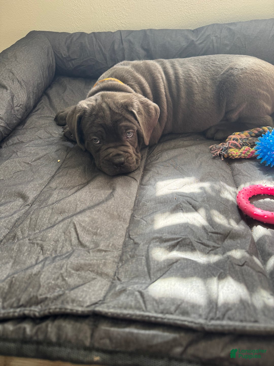Cane Corso dogs for sale: Anre - Ad 6