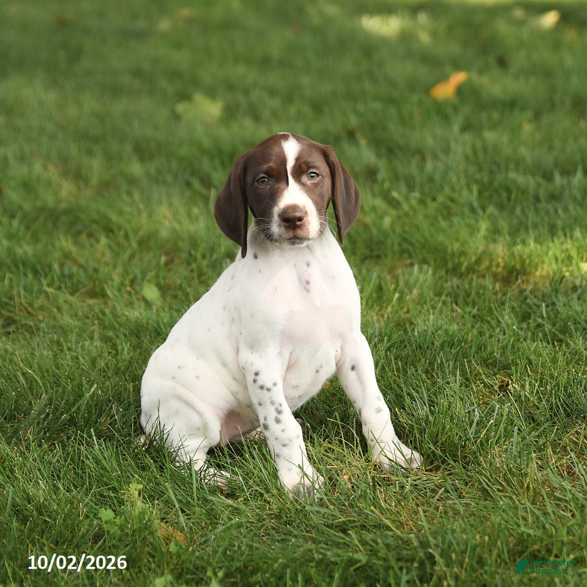 German Shorthaired Pointer dogs Sonya - Ad 2