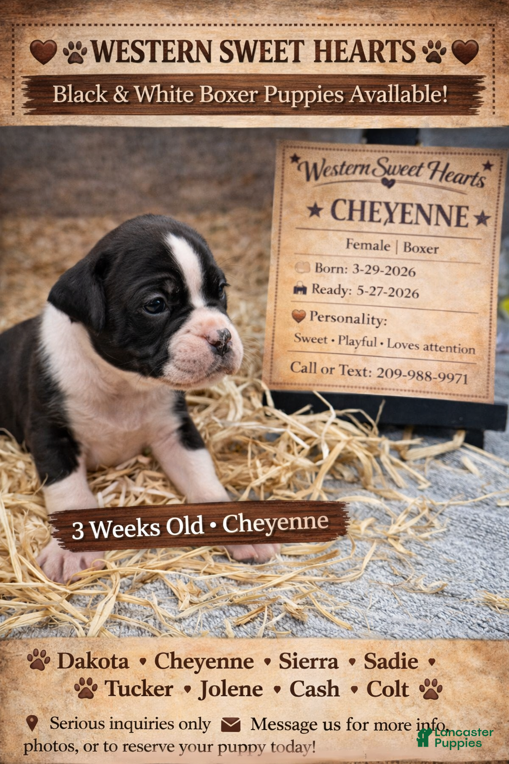 Boxer dogs Cheyenne- Female - Ad 1