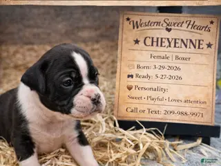 Boxer dogs for sale: Cheyenne- Female - Ad 2